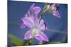 Australia, Darwin. Jennys Orchid Garden. Orchids with Water Droplets-Cindy Miller Hopkins-Mounted Photographic Print