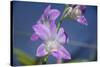 Australia, Darwin. Jennys Orchid Garden. Orchids with Water Droplets-Cindy Miller Hopkins-Stretched Canvas