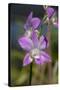 Australia, Darwin. Jennys Orchid Garden. Orchids with Water Droplets-Cindy Miller Hopkins-Stretched Canvas
