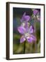 Australia, Darwin. Jennys Orchid Garden. Orchids with Water Droplets-Cindy Miller Hopkins-Framed Photographic Print