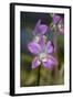 Australia, Darwin. Jennys Orchid Garden. Orchids with Water Droplets-Cindy Miller Hopkins-Framed Photographic Print