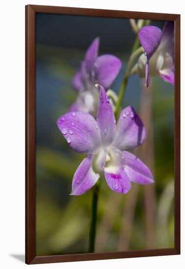 Australia, Darwin. Jennys Orchid Garden. Orchids with Water Droplets-Cindy Miller Hopkins-Framed Photographic Print