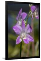 Australia, Darwin. Jennys Orchid Garden. Orchids with Water Droplets-Cindy Miller Hopkins-Framed Photographic Print