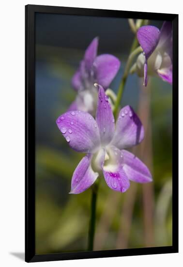 Australia, Darwin. Jennys Orchid Garden. Orchids with Water Droplets-Cindy Miller Hopkins-Framed Photographic Print