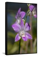 Australia, Darwin. Jennys Orchid Garden. Orchids with Water Droplets-Cindy Miller Hopkins-Framed Stretched Canvas