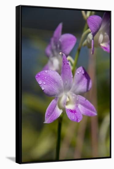 Australia, Darwin. Jennys Orchid Garden. Orchids with Water Droplets-Cindy Miller Hopkins-Framed Stretched Canvas