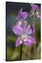 Australia, Darwin. Jennys Orchid Garden. Orchids with Water Droplets-Cindy Miller Hopkins-Stretched Canvas