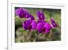 Australia, Darwin. Jennys Orchid Garden. Orchids with Water Droplets-Cindy Miller Hopkins-Framed Photographic Print