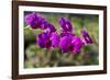 Australia, Darwin. Jennys Orchid Garden. Orchids with Water Droplets-Cindy Miller Hopkins-Framed Photographic Print