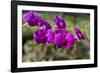 Australia, Darwin. Jennys Orchid Garden. Orchids with Water Droplets-Cindy Miller Hopkins-Framed Photographic Print