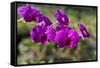 Australia, Darwin. Jennys Orchid Garden. Orchids with Water Droplets-Cindy Miller Hopkins-Framed Stretched Canvas