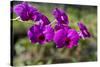 Australia, Darwin. Jennys Orchid Garden. Orchids with Water Droplets-Cindy Miller Hopkins-Stretched Canvas