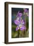 Australia, Darwin. Jennys Orchid Garden. Orchids with Water Droplets-Cindy Miller Hopkins-Framed Photographic Print