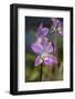 Australia, Darwin. Jennys Orchid Garden. Orchids with Water Droplets-Cindy Miller Hopkins-Framed Photographic Print