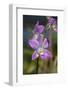 Australia, Darwin. Jennys Orchid Garden. Orchids with Water Droplets-Cindy Miller Hopkins-Framed Photographic Print