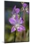 Australia, Darwin. Jennys Orchid Garden. Orchids with Water Droplets-Cindy Miller Hopkins-Mounted Photographic Print