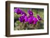 Australia, Darwin. Jennys Orchid Garden. Orchids with Water Droplets-Cindy Miller Hopkins-Framed Photographic Print