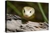 Australia, Darwin. Territory Wildlife Park. Coastal Taipan-Cindy Miller Hopkins-Stretched Canvas