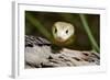 Australia, Darwin. Territory Wildlife Park. Coastal Taipan-Cindy Miller Hopkins-Framed Photographic Print