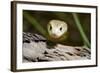 Australia, Darwin. Territory Wildlife Park. Coastal Taipan-Cindy Miller Hopkins-Framed Photographic Print