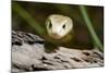 Australia, Darwin. Territory Wildlife Park. Coastal Taipan-Cindy Miller Hopkins-Mounted Photographic Print