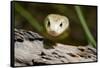 Australia, Darwin. Territory Wildlife Park. Coastal Taipan-Cindy Miller Hopkins-Framed Stretched Canvas