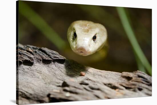 Australia, Darwin. Territory Wildlife Park. Coastal Taipan-Cindy Miller Hopkins-Stretched Canvas