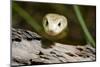 Australia, Darwin. Territory Wildlife Park. Coastal Taipan-Cindy Miller Hopkins-Mounted Photographic Print