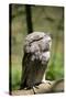 Australia, Darwin. Territory Wildlife Park. Tawny Frogmouth-Cindy Miller Hopkins-Stretched Canvas