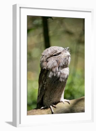 Australia, Darwin. Territory Wildlife Park. Tawny Frogmouth-Cindy Miller Hopkins-Framed Photographic Print