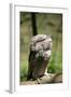 Australia, Darwin. Territory Wildlife Park. Tawny Frogmouth-Cindy Miller Hopkins-Framed Photographic Print