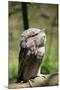 Australia, Darwin. Territory Wildlife Park. Tawny Frogmouth-Cindy Miller Hopkins-Mounted Photographic Print