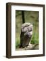 Australia, Darwin. Territory Wildlife Park. Tawny Frogmouth-Cindy Miller Hopkins-Framed Photographic Print