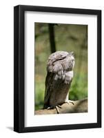 Australia, Darwin. Territory Wildlife Park. Tawny Frogmouth-Cindy Miller Hopkins-Framed Photographic Print