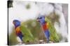 Australia, East Coast, Rainbow Lorikeets-Peter Skinner-Stretched Canvas