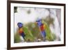 Australia, East Coast, Rainbow Lorikeets-Peter Skinner-Framed Photographic Print