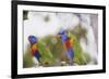 Australia, East Coast, Rainbow Lorikeets-Peter Skinner-Framed Photographic Print