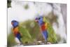 Australia, East Coast, Rainbow Lorikeets-Peter Skinner-Mounted Photographic Print