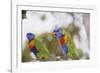 Australia, East Coast, Rainbow Lorikeets-Peter Skinner-Framed Photographic Print