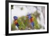 Australia, East Coast, Rainbow Lorikeets-Peter Skinner-Framed Photographic Print