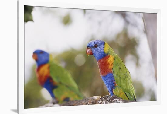 Australia, East Coast, Rainbow Lorikeets-Peter Skinner-Framed Photographic Print