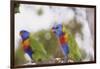 Australia, East Coast, Rainbow Lorikeets-Peter Skinner-Framed Photographic Print