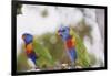 Australia, East Coast, Rainbow Lorikeets-Peter Skinner-Framed Photographic Print