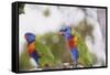 Australia, East Coast, Rainbow Lorikeets-Peter Skinner-Framed Stretched Canvas