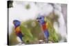 Australia, East Coast, Rainbow Lorikeets-Peter Skinner-Stretched Canvas