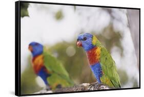 Australia, East Coast, Rainbow Lorikeets-Peter Skinner-Framed Stretched Canvas