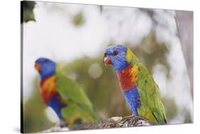 Australia, East Coast, Rainbow Lorikeets-Peter Skinner-Stretched Canvas