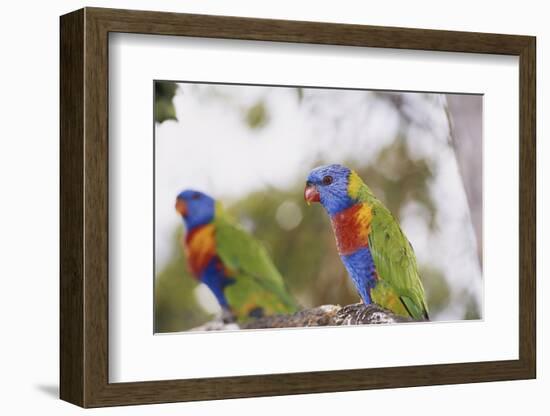 Australia, East Coast, Rainbow Lorikeets-Peter Skinner-Framed Photographic Print