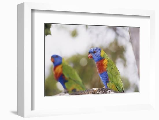 Australia, East Coast, Rainbow Lorikeets-Peter Skinner-Framed Photographic Print