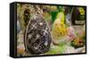 Australia. Easter Display of Decorated Chocolate Eggs and Candy-Cindy Miller Hopkins-Framed Stretched Canvas